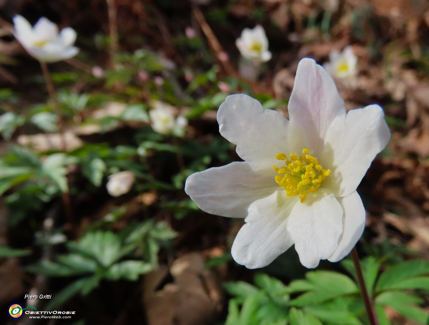 35 Anemoides nemorosa (Anemone dei boschi).JPG